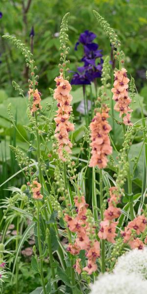 Verbascum (Cotswold Group) 'Cotswold Beauty'