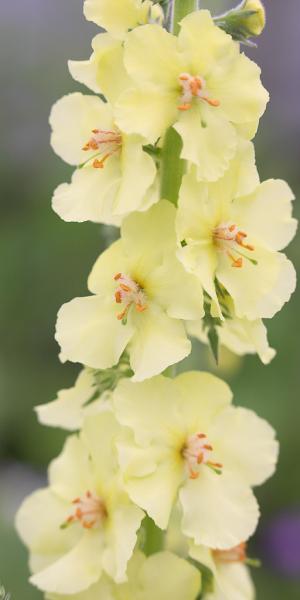 VERBASCUM (Cotswold Group) 'Gainsborough' 