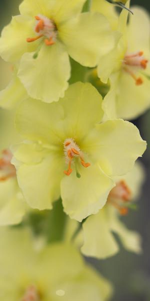 VERBASCUM (Cotswold Group) 'Gainsborough'