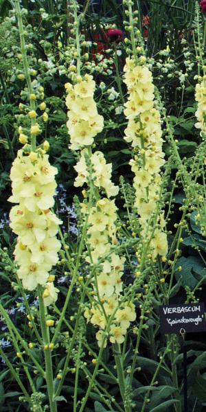 VERBASCUM (Cotswold Group) 'Gainsborough' 