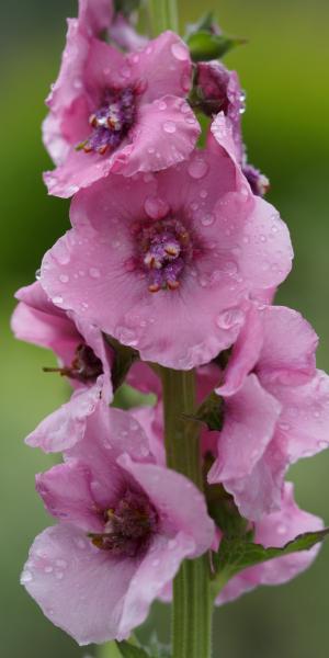 VERBASCUM (Cotswold Group) 'Pink Domino'