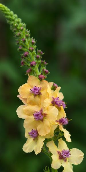 VERBASCUM 'Hardy's Gold'