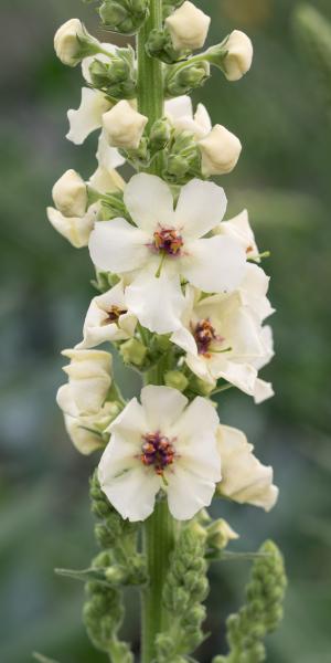 VERBASCUM 'Kynaston'