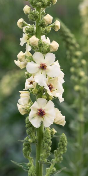 VERBASCUM 'Kynaston'