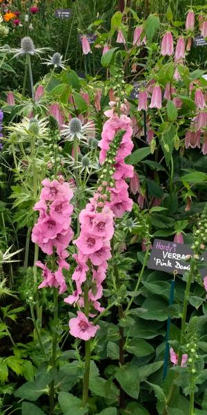 VERBASCUM (Cotswold Group) 'Pink Domino'