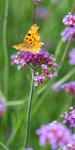 Verbena bonariensis 