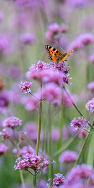 Verbena bonariensis 