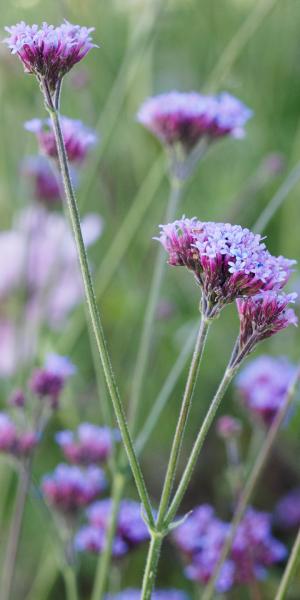 VERBENA  bonariensis 'Little One'