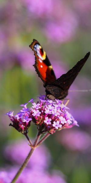 Verbena bonariensis 