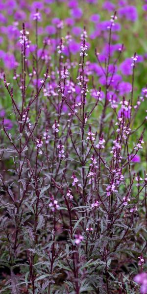 VERBENA officinalis var. grandiflora 'Bampton'