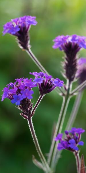VERBENA rigida