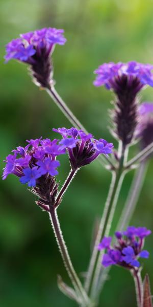 Verbena rigida