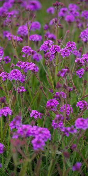 Verbena rigida  in the sunshine