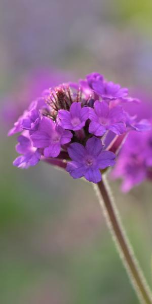 Verbena rigida  in the sunshine