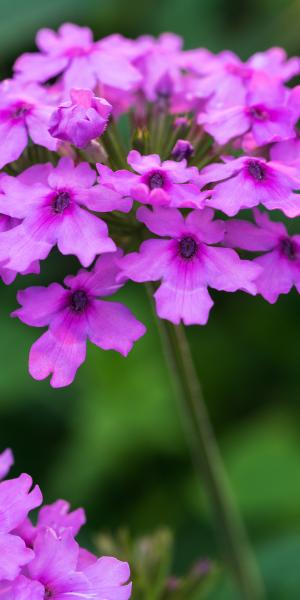 GLANDULARIA 'Seabrook's Lavender' 