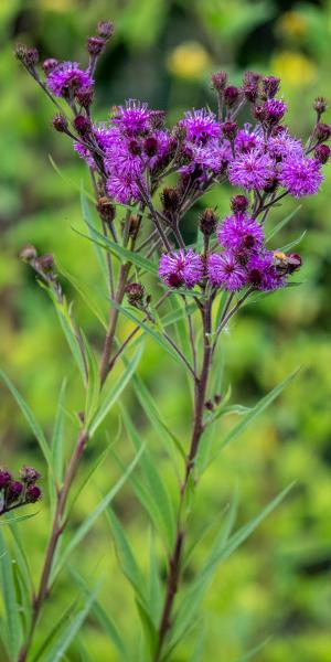 Vernonia angustifolia x missurica