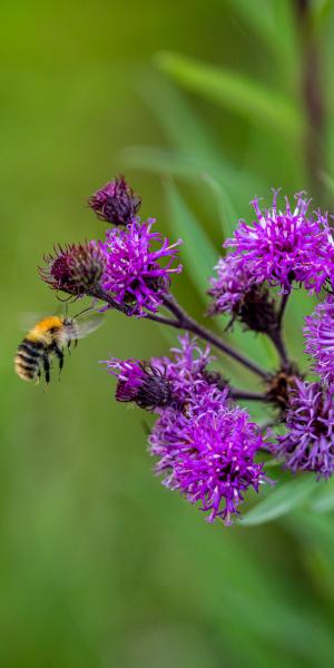 Vernonia angustifolia x missurica