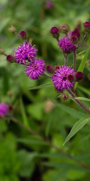 Vernonia angustifolia x missurica