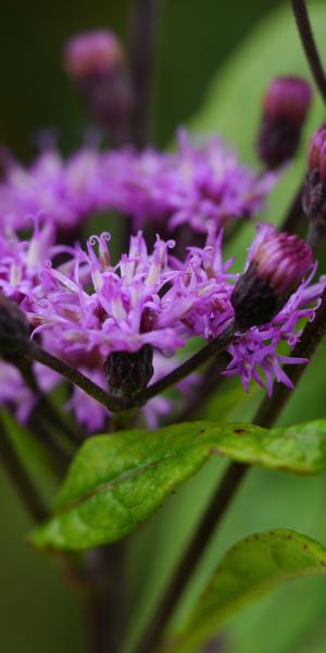 VERNONIA arkansana