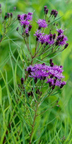 Vernonia lettermannii