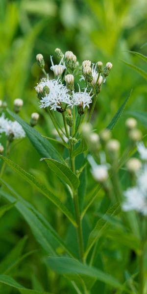 Vernonia noveboracensis 'White Lightning'