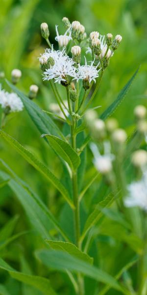 Vernonia noveboracensis 'White Lightning'