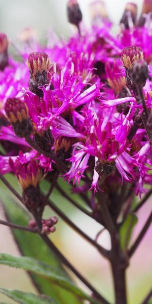 VERNONIA noveboracensis