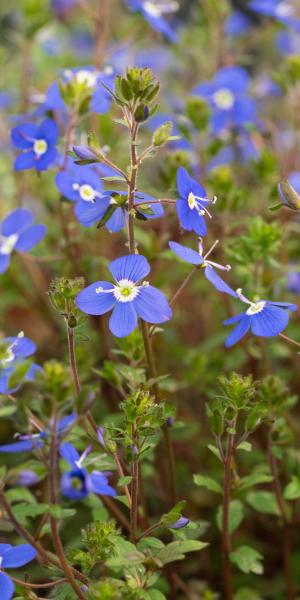 VERONICA 'Bergen's Blue'