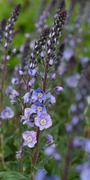 VERONICA gentianoides Dark Form