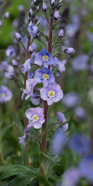 VERONICA gentianoides Dark Form