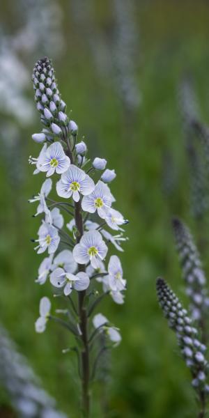 VERONICA gentianoides x Intermedia