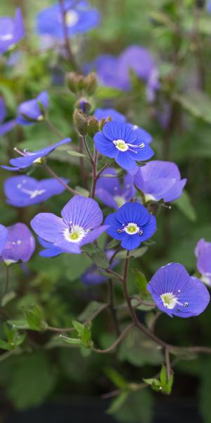 VERONICA 'Georgia Blue'