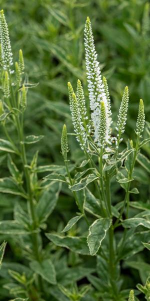 VERONICA longifolia 'Charlotte'