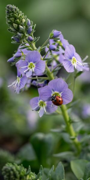 VERONICA kemuranae 'Mountain Breeze'