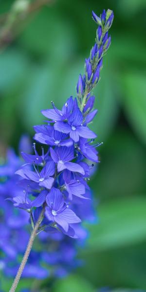 Veronica 'Shirley Blue'