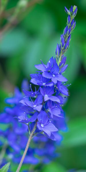 VERONICA 'Shirley Blue'