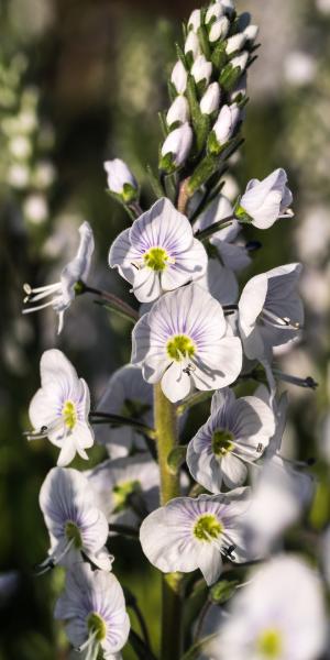 VERONICA gentianoides 'Tissington White'