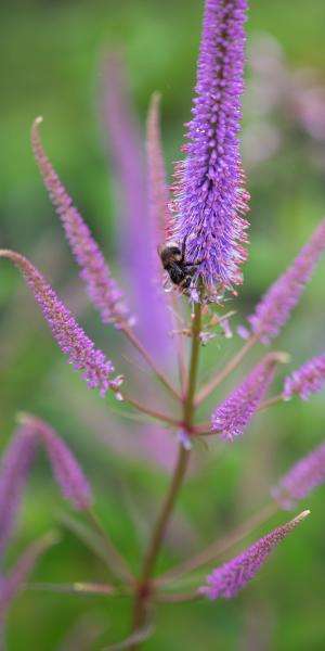 VERONICASTRUM virginicum 'Adoration'