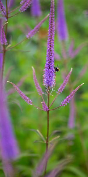 VERONICASTRUM virginicum 'Adoration'