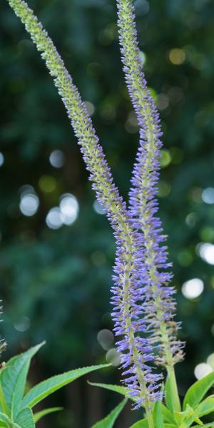 VERONICASTRUM virginicum 'Apollo'