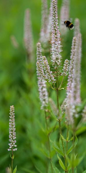 Veronicastrum virginicum 'Challenger' PBR