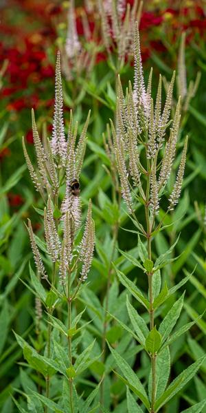 Veronicastrum virginicum f. roseum 'Pink Glow'