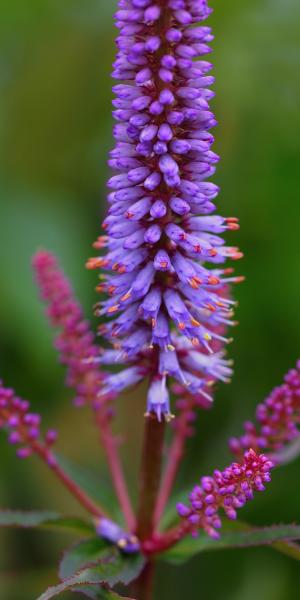 VERONICASTRUM sibiricum 'Red Arrows'