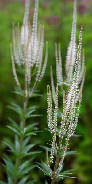 VERONICASTRUM virginicum 'Album'