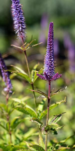 VERONICASTRUM virginicum 'Cupid'