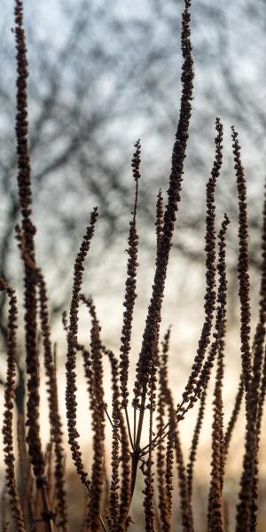 Old flowering stems providing winter structure VERONICASTRUM virginium 'Diane'