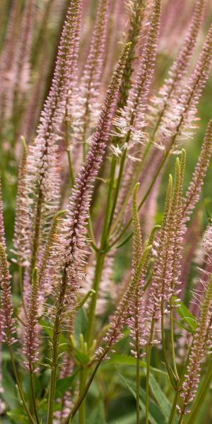 VERONICASTRUM virginicum f. roseum