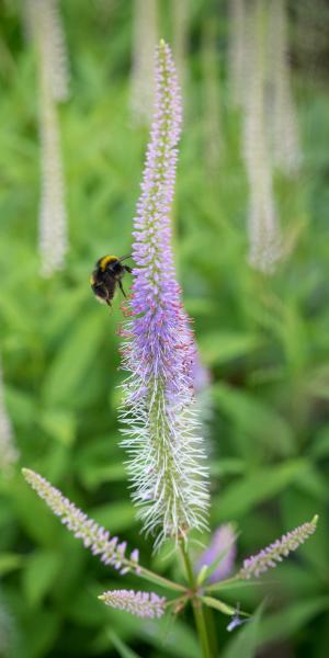 VERONICASTRUM virginicum 'Fascination'