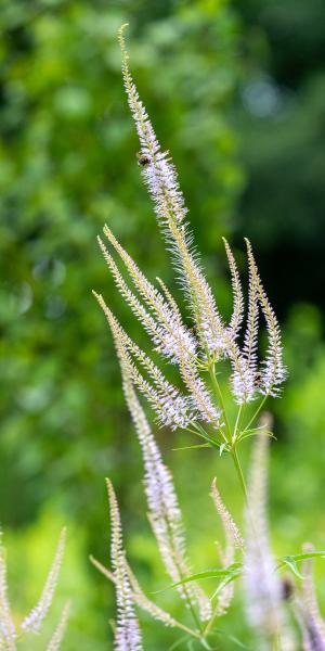 Veronicastrum virginicum 'Lavendelturm'