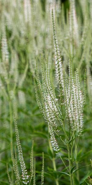 VERONICASTRUM virginicum 'Diane'